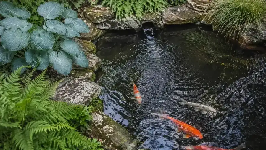 10 Reasons Your Koi Pond Needs a Powerful Submersible Pump