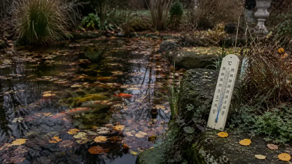 Koi pond in late autumn with fallen leaves on the surface and a thermometer showing ten degrees Celsius