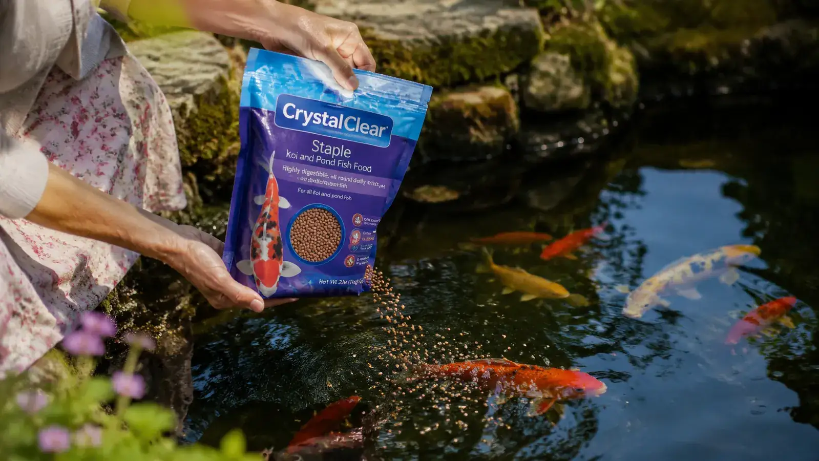 Hand pouring CrystalClear Staple floating pellets from a bag into a garden pond with koi waiting at the surface