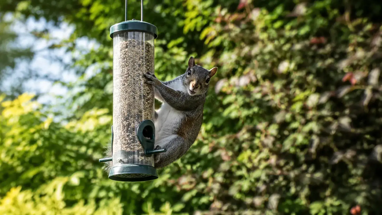 A grey squirrel clinging to the side of a hanging bird feeder in a garden
