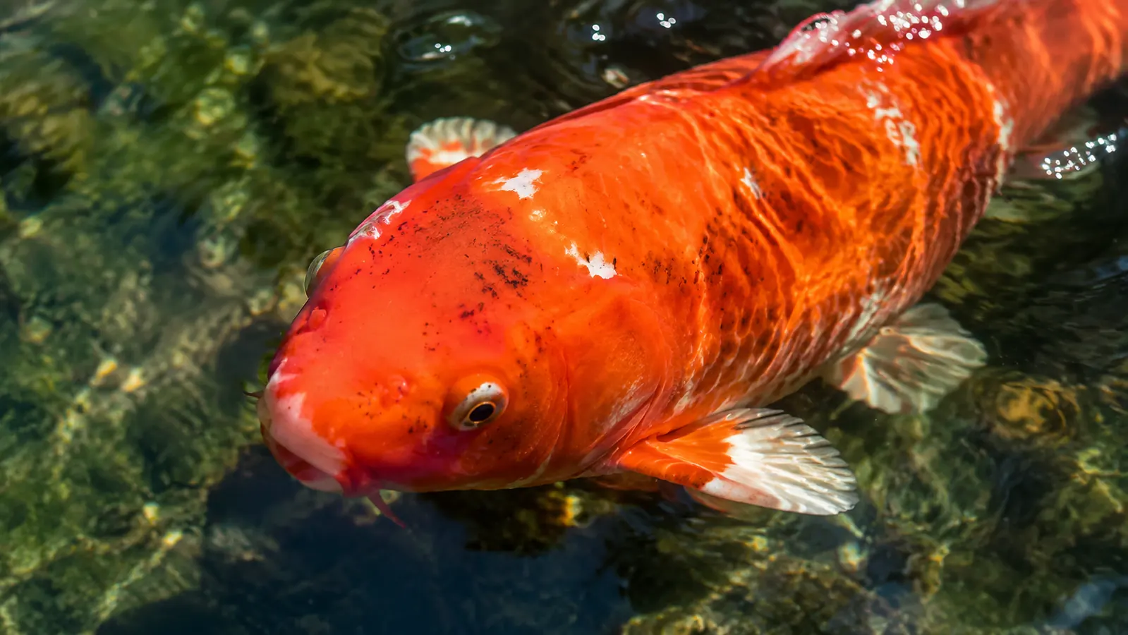 A vibrant orange goldfish close up just below the water surface in a clear garden pond