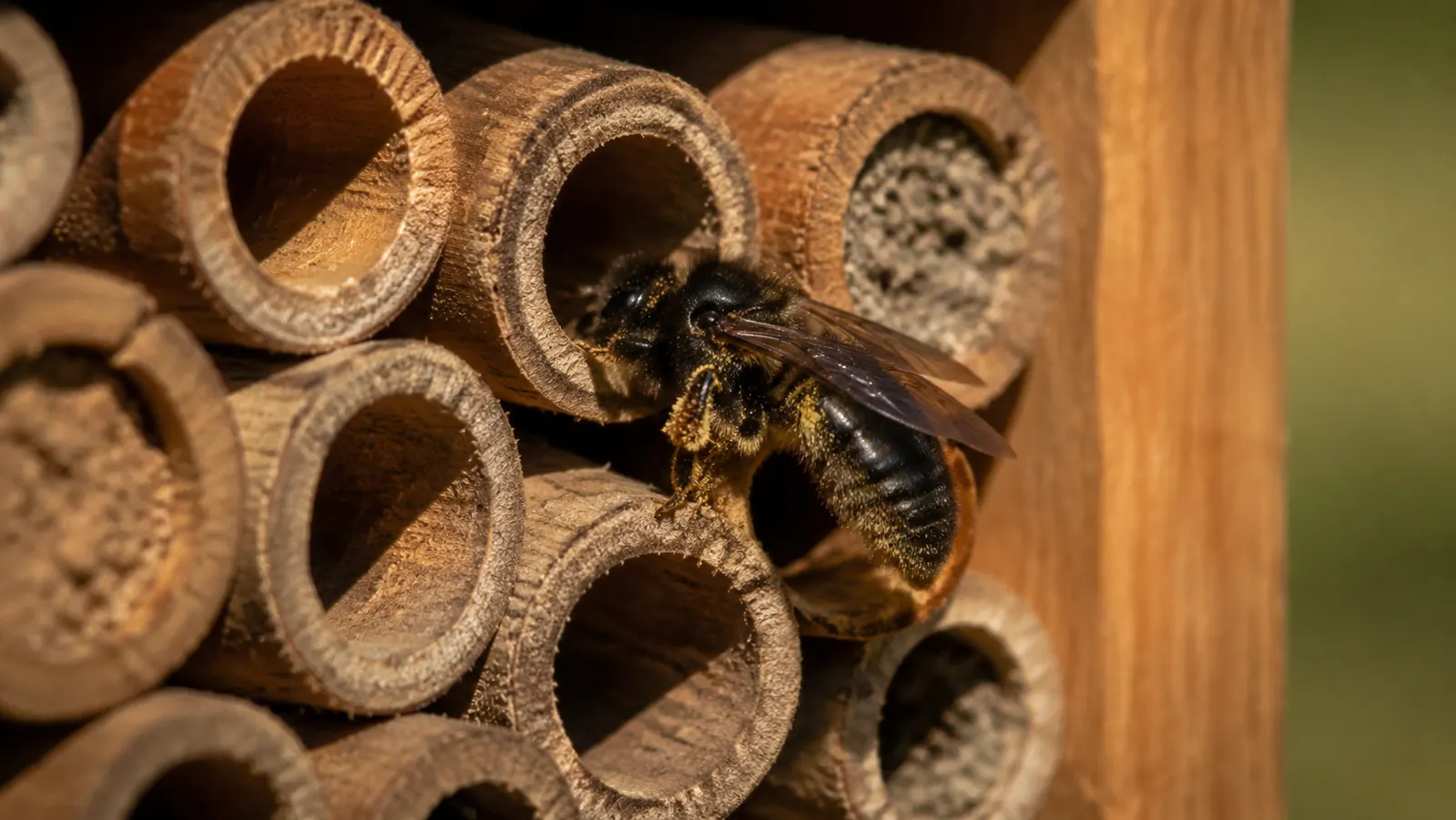 Close-up of bamboo tubes inside an insect hotel with a mason bee entering one of the chambers