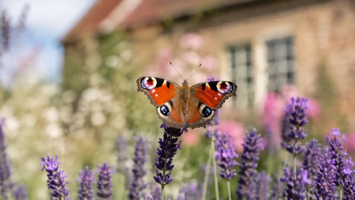 How My Insect Hotel Brought Butterflies Back to My Garden After Years Away