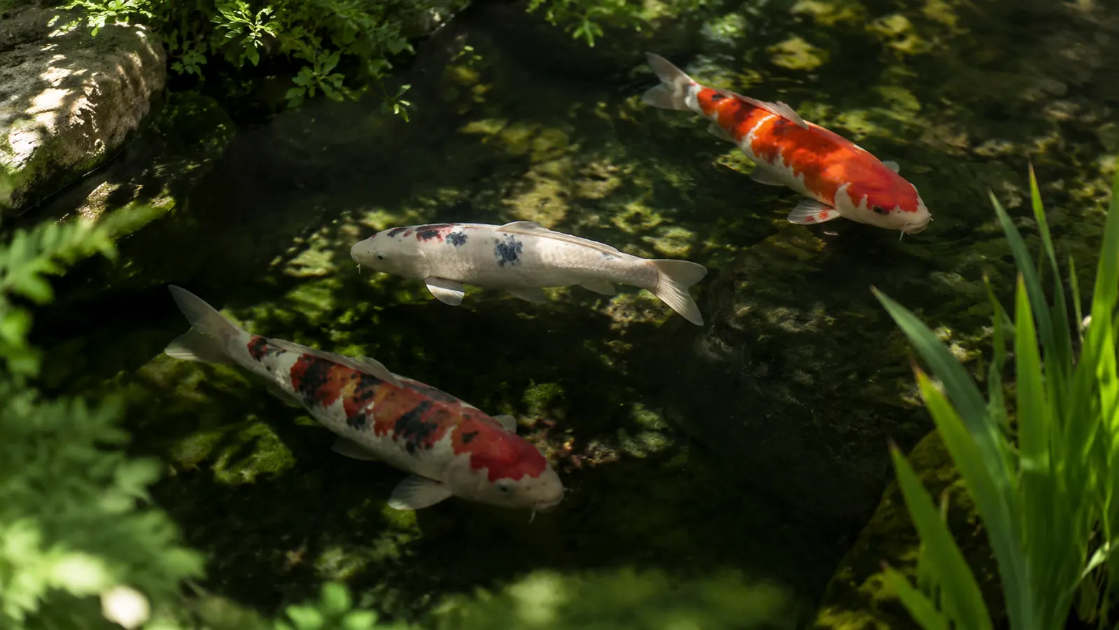 Three koi, one deep orange, one pale gold, and one copper-red, swimming calmly near the surface of a clear garden pond