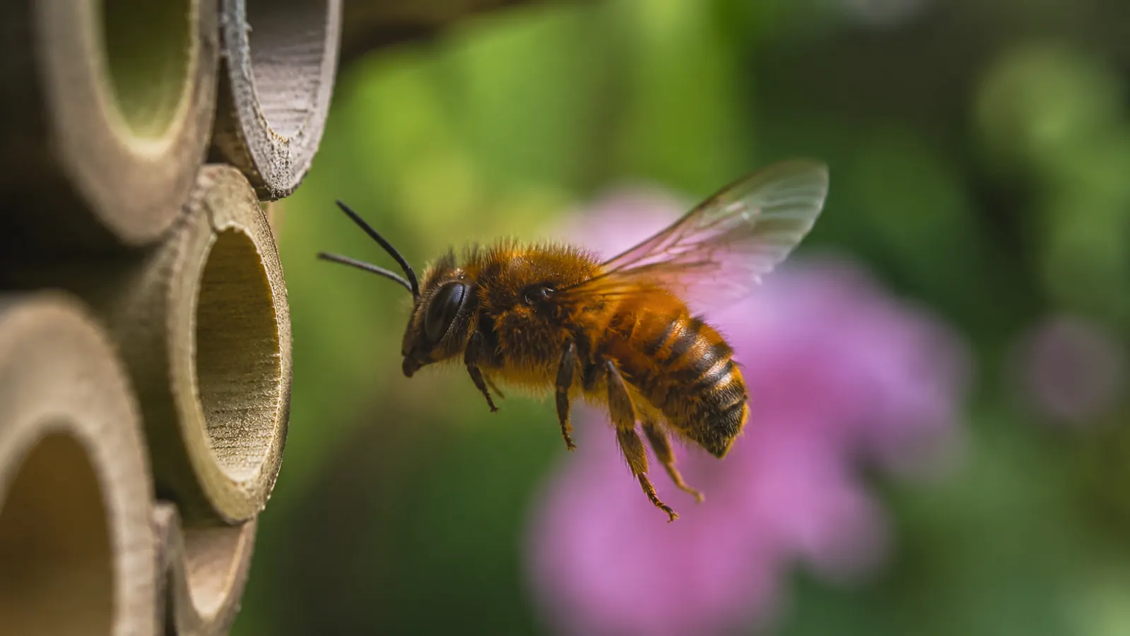 A red mason bee entering a bamboo tube in a wooden insect hotel, wings slightly blurred with motion